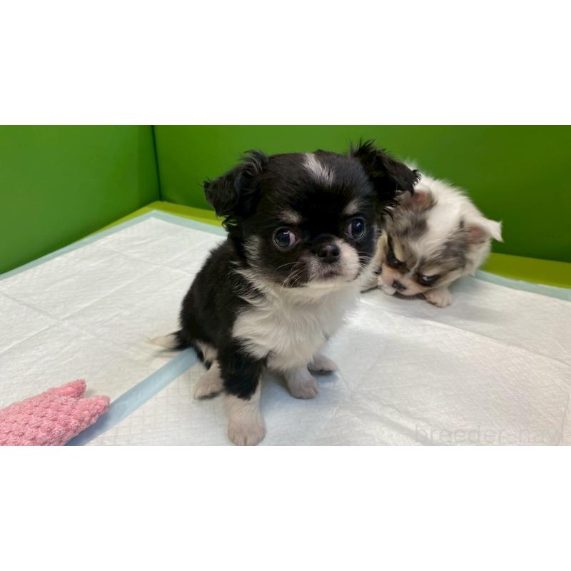 販売中の兵庫県のチワワ(ロングコート)-446004の11枚目