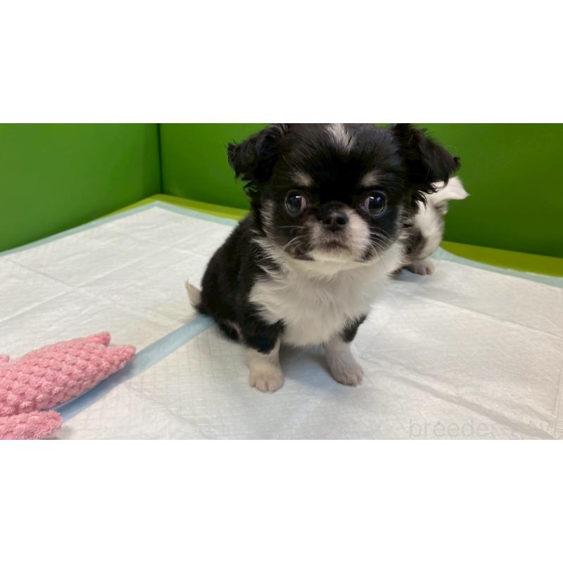 販売中の兵庫県のチワワ(ロングコート)-446004の9枚目