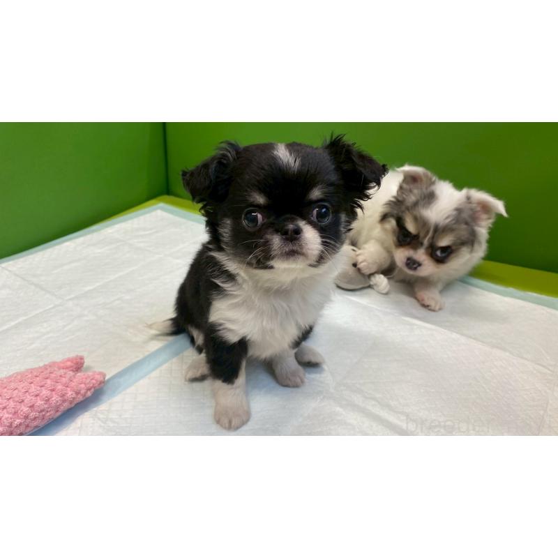 販売中の兵庫県のチワワ(ロングコート)-446004の8枚目