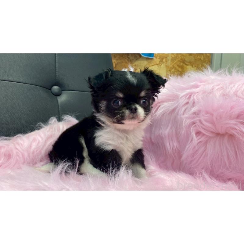 販売中の兵庫県のチワワ(ロングコート)-446004の6枚目