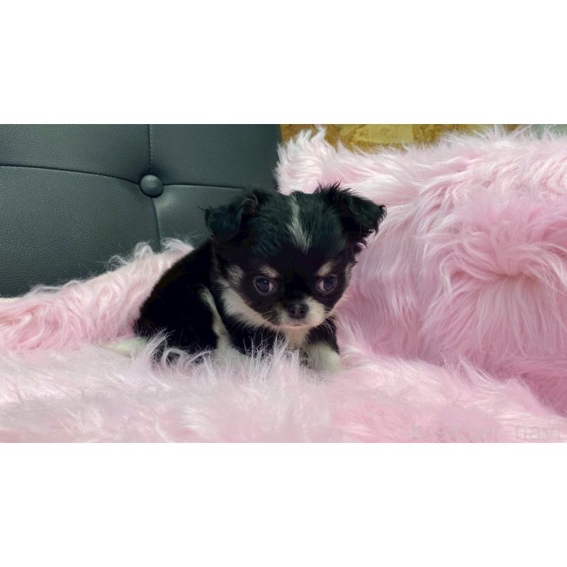 販売中の兵庫県のチワワ(ロングコート)-446004の5枚目