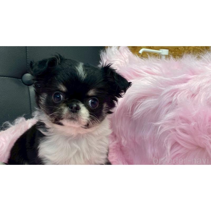 販売中の兵庫県のチワワ(ロングコート)-446004の4枚目