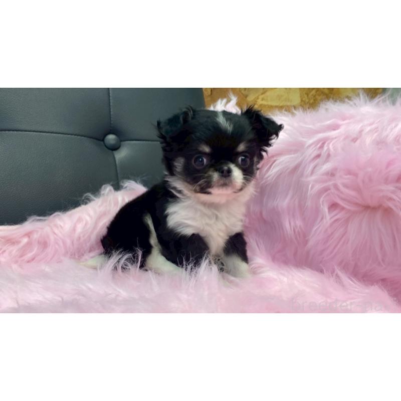 販売中の兵庫県のチワワ(ロングコート)-446004の3枚目