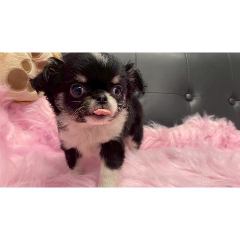 販売中の兵庫県のチワワ(ロングコート)-446004の2枚目