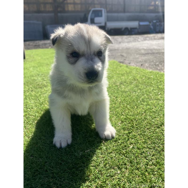 販売中の静岡県のシベリアンハスキー-446005の6枚目