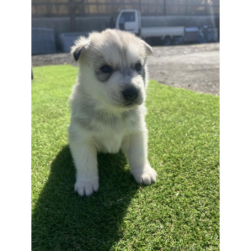 販売中の静岡県のシベリアンハスキー-446005の5枚目