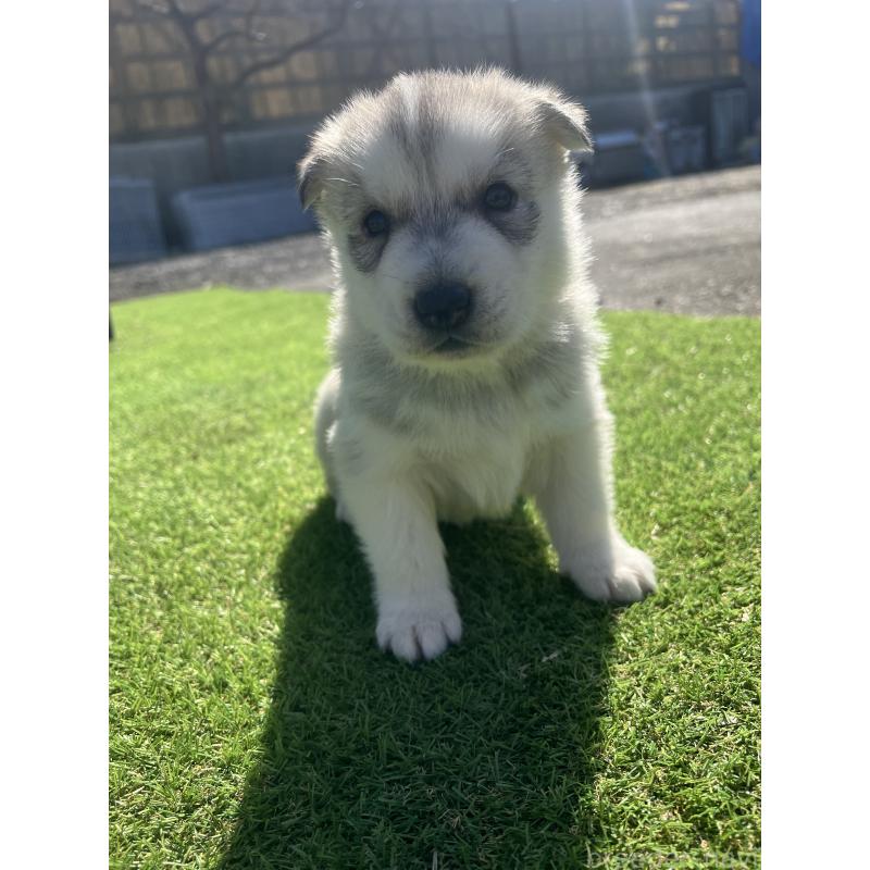 販売中の静岡県のシベリアンハスキー-446005の4枚目