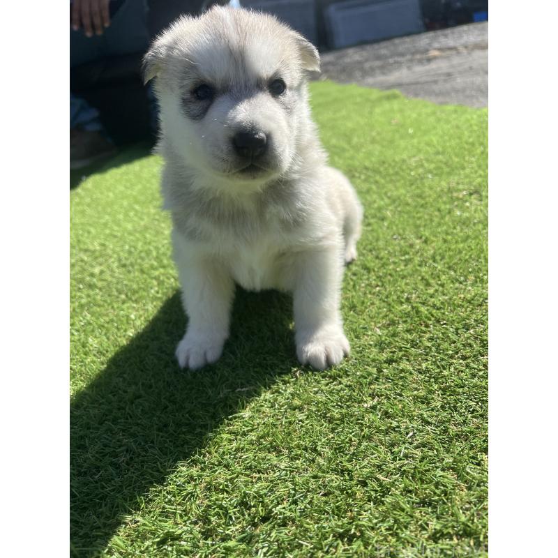 販売中の静岡県のシベリアンハスキー-446005の3枚目