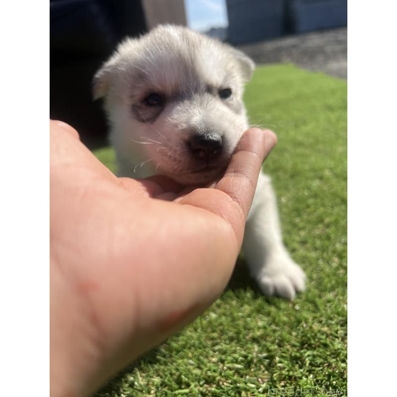 販売中の静岡県のシベリアンハスキー-446005の2枚目