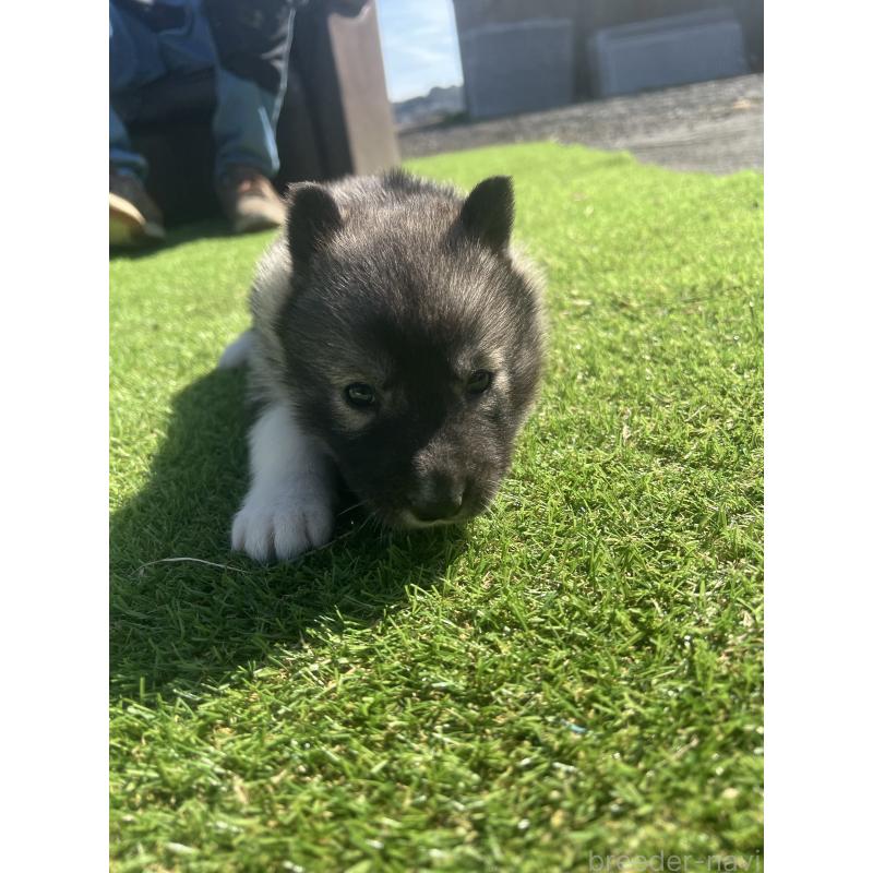 販売中の静岡県のシベリアンハスキー-446007の8枚目