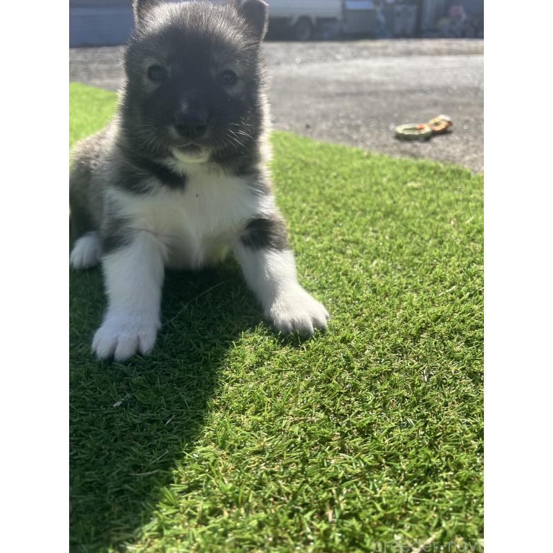 販売中の静岡県のシベリアンハスキー-446007の7枚目