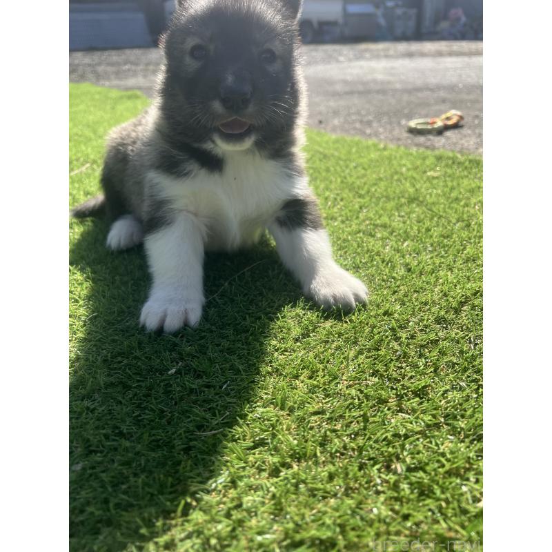 販売中の静岡県のシベリアンハスキー-446007の6枚目