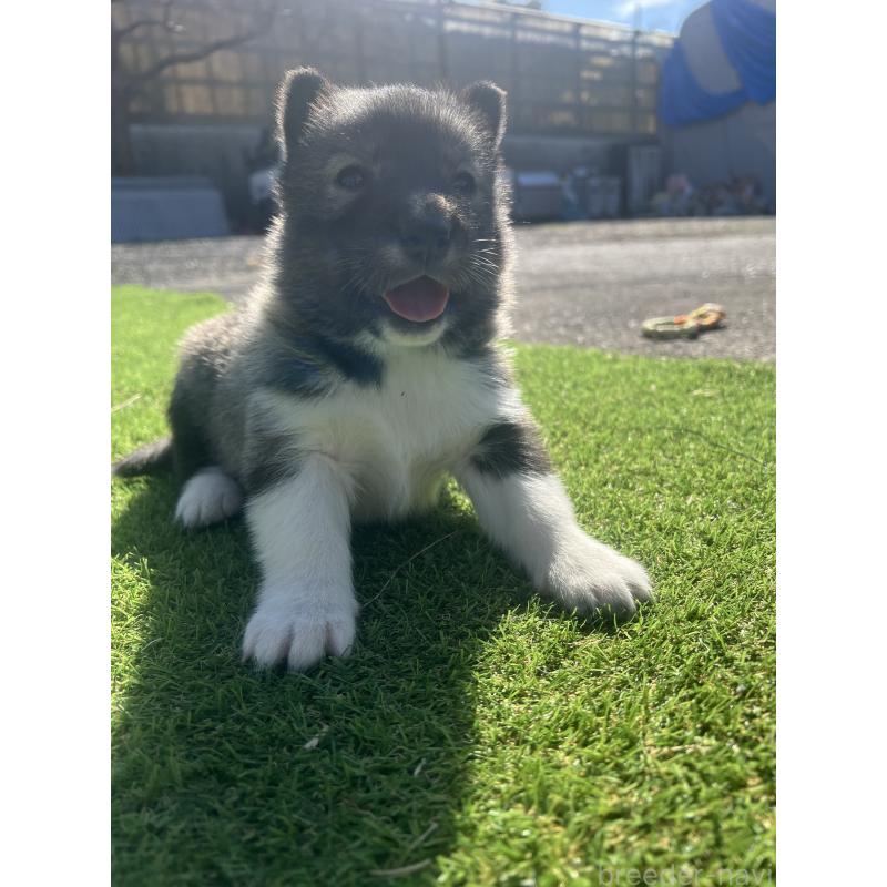 販売中の静岡県のシベリアンハスキー-446007の5枚目