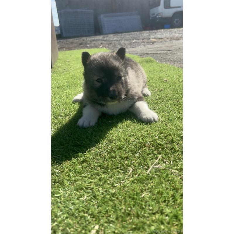 販売中の静岡県のシベリアンハスキー-446007の4枚目