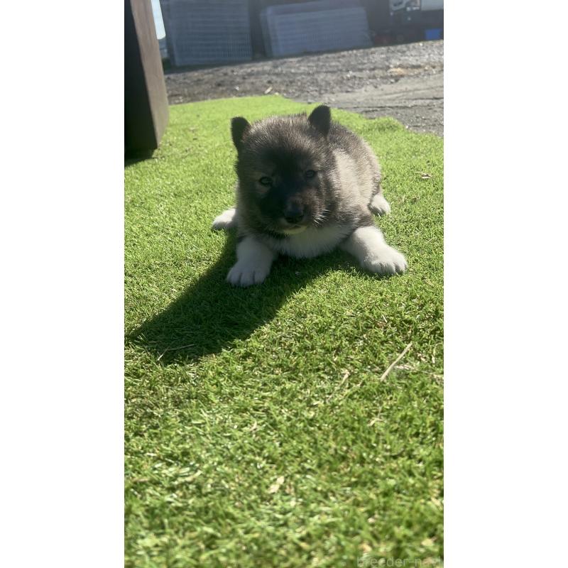 販売中の静岡県のシベリアンハスキー-446007の3枚目