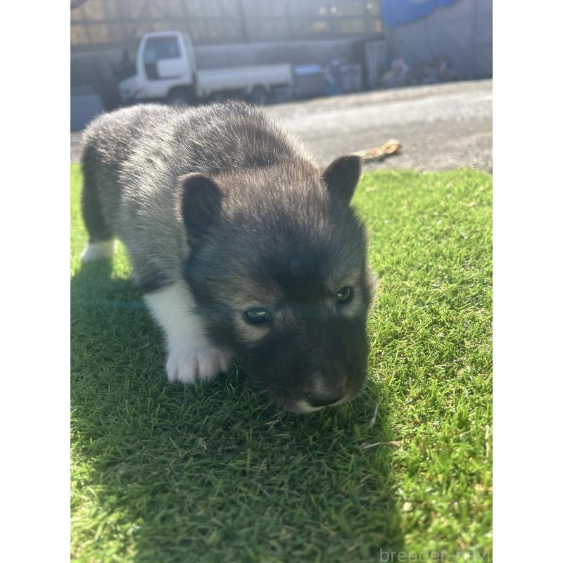 販売中の静岡県のシベリアンハスキー-446007の2枚目