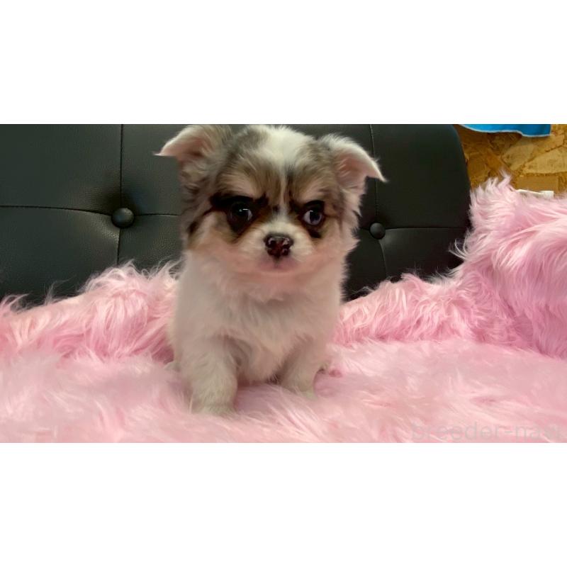 販売中の兵庫県のチワワ(ロングコート)-446009の10枚目