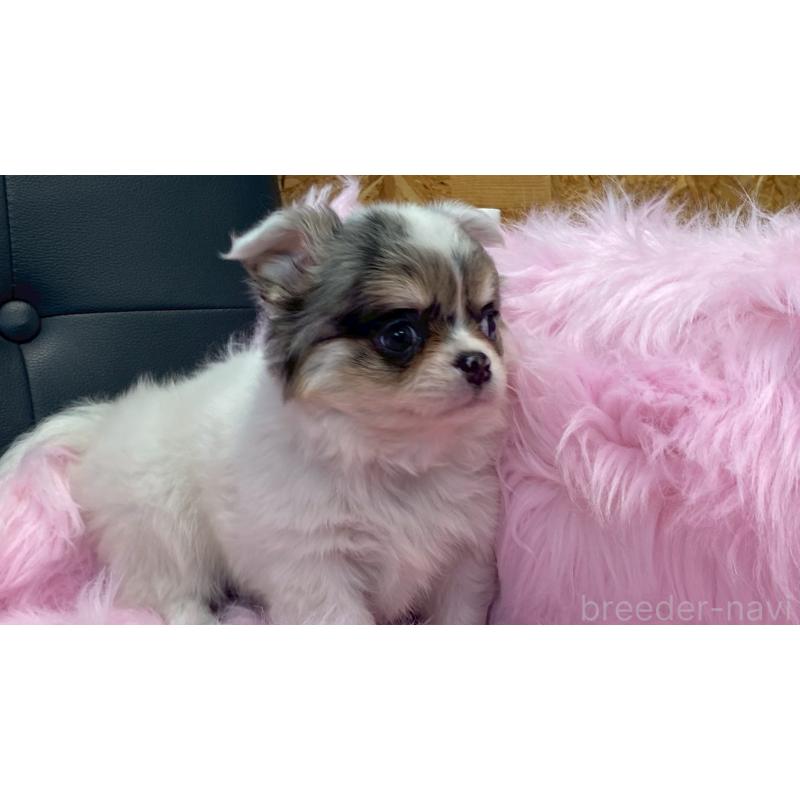 販売中の兵庫県のチワワ(ロングコート)-446009の8枚目