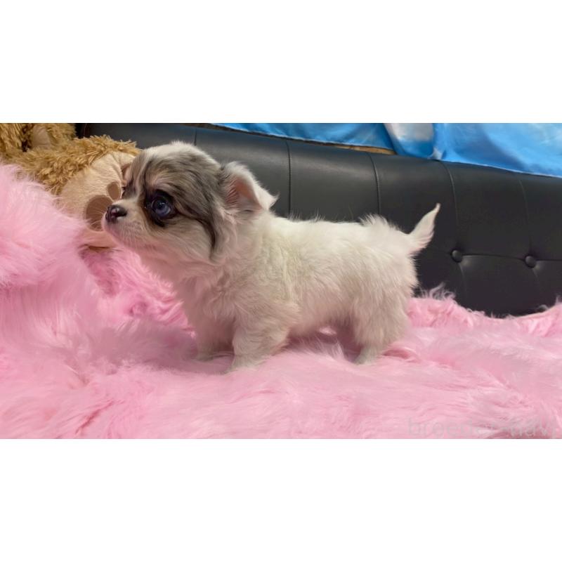 販売中の兵庫県のチワワ(ロングコート)-446009の7枚目