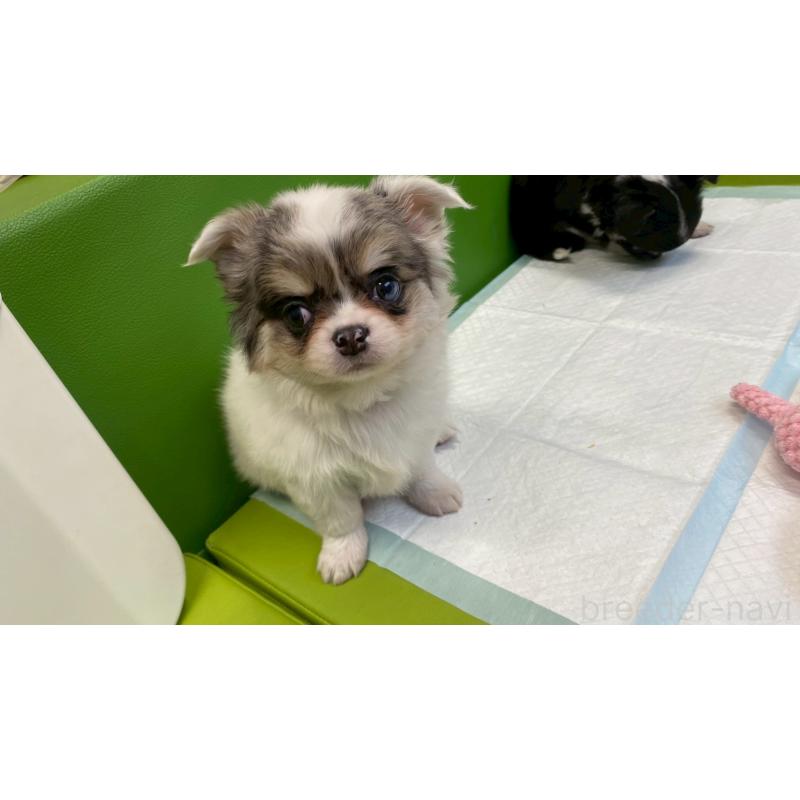 販売中の兵庫県のチワワ(ロングコート)-446009の6枚目