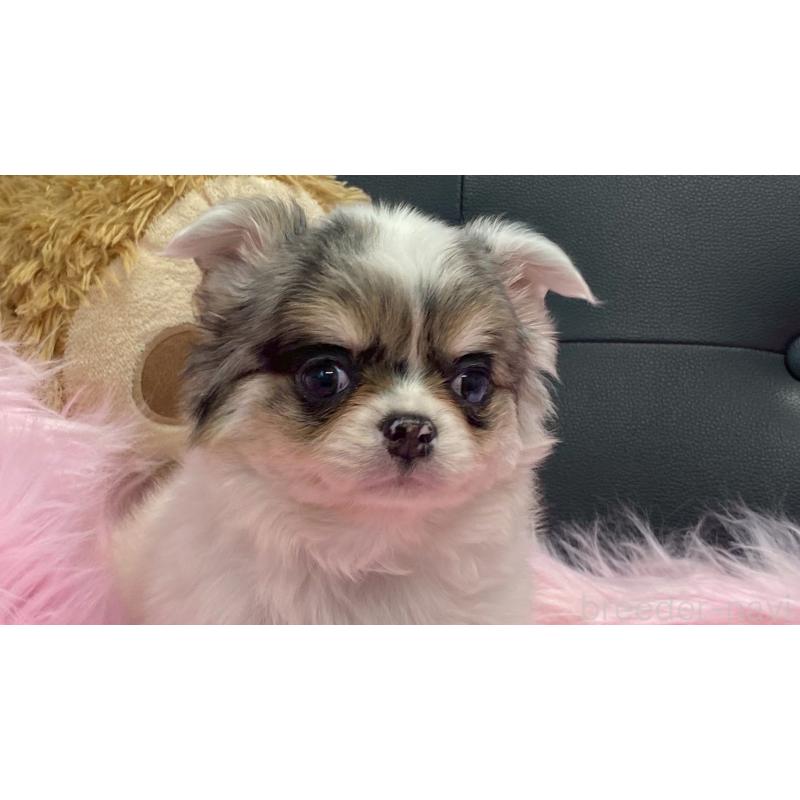 販売中の兵庫県のチワワ(ロングコート)-446009の5枚目