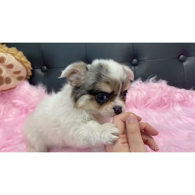 販売中の兵庫県のチワワ(ロングコート)-446009の4枚目