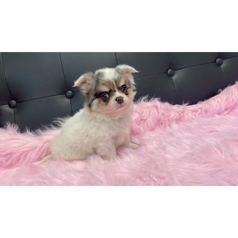 販売中の兵庫県のチワワ(ロングコート)-446009の3枚目