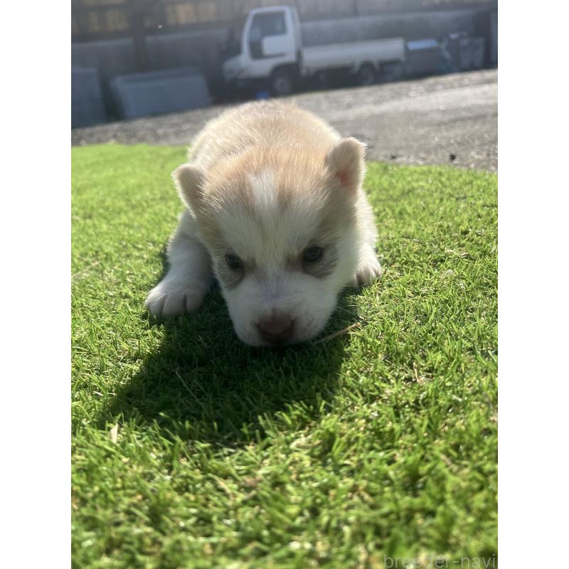 販売中の静岡県のシベリアンハスキー-446010の8枚目