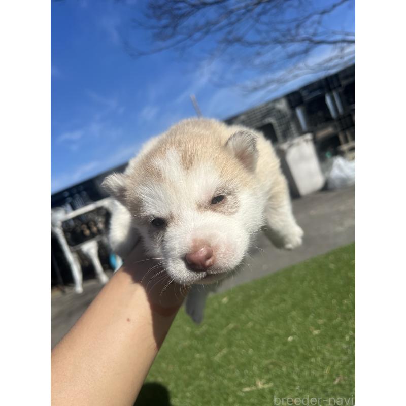 販売中の静岡県のシベリアンハスキー-446010の7枚目