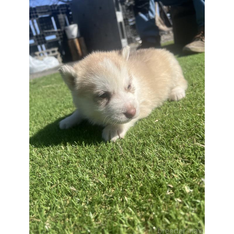 販売中の静岡県のシベリアンハスキー-446010の6枚目