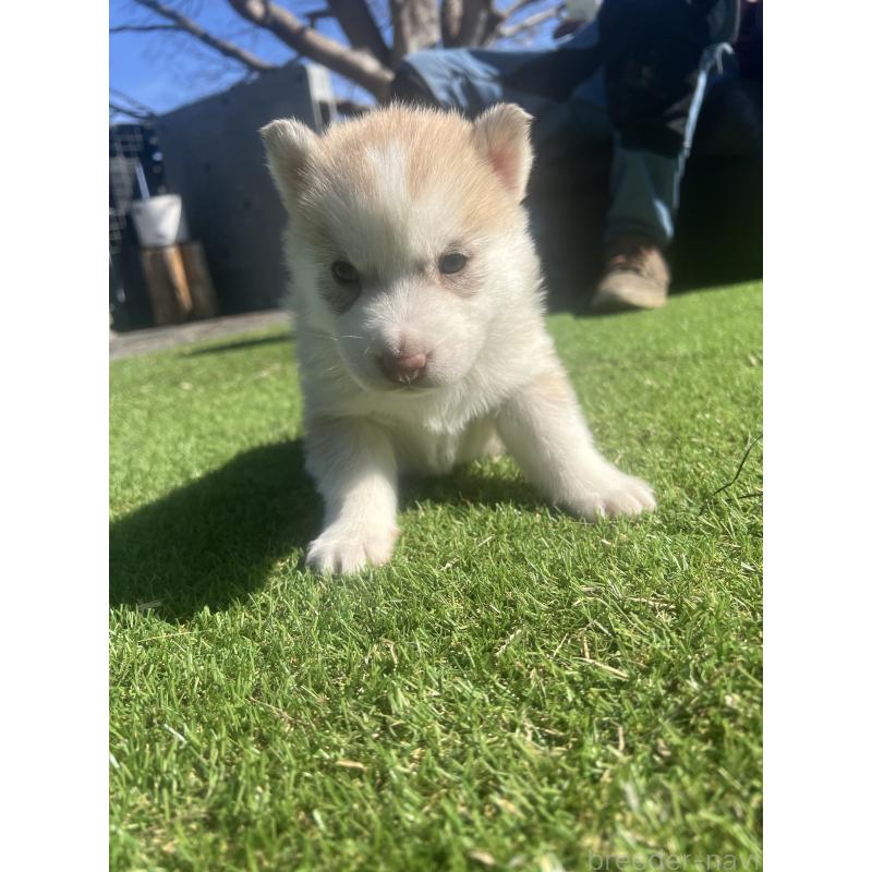 販売中の静岡県のシベリアンハスキー-446010の4枚目