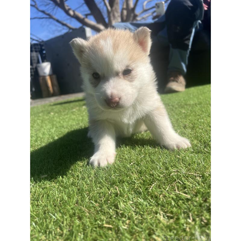 販売中の静岡県のシベリアンハスキー-446010の3枚目