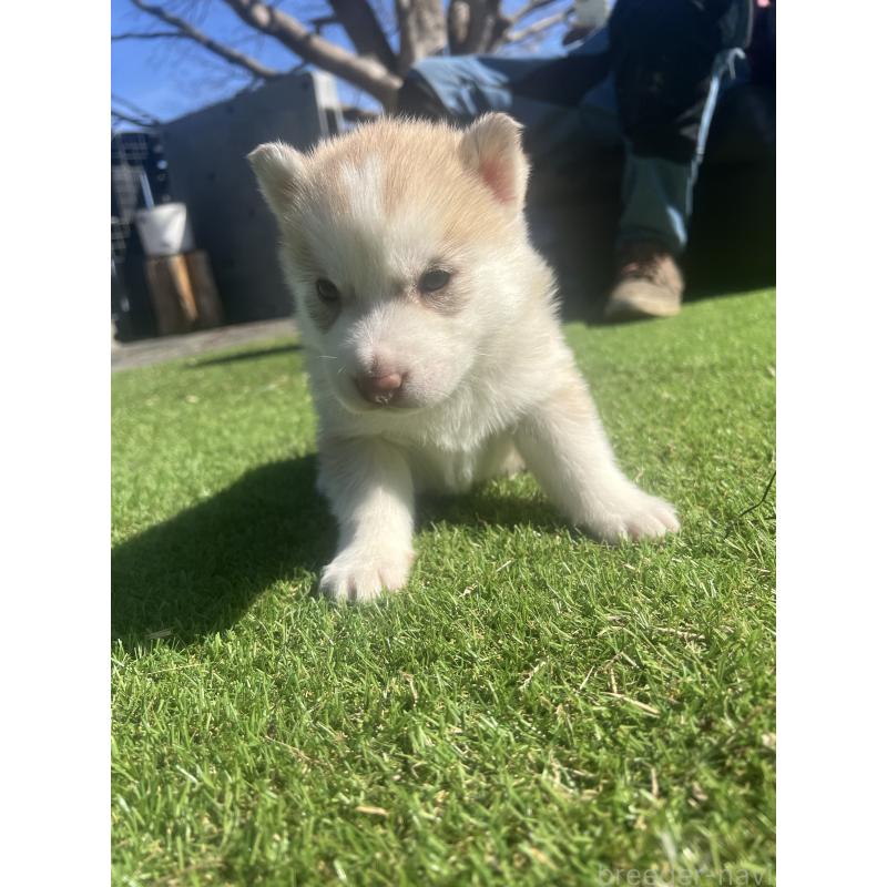 販売中の静岡県のシベリアンハスキー-446010の2枚目