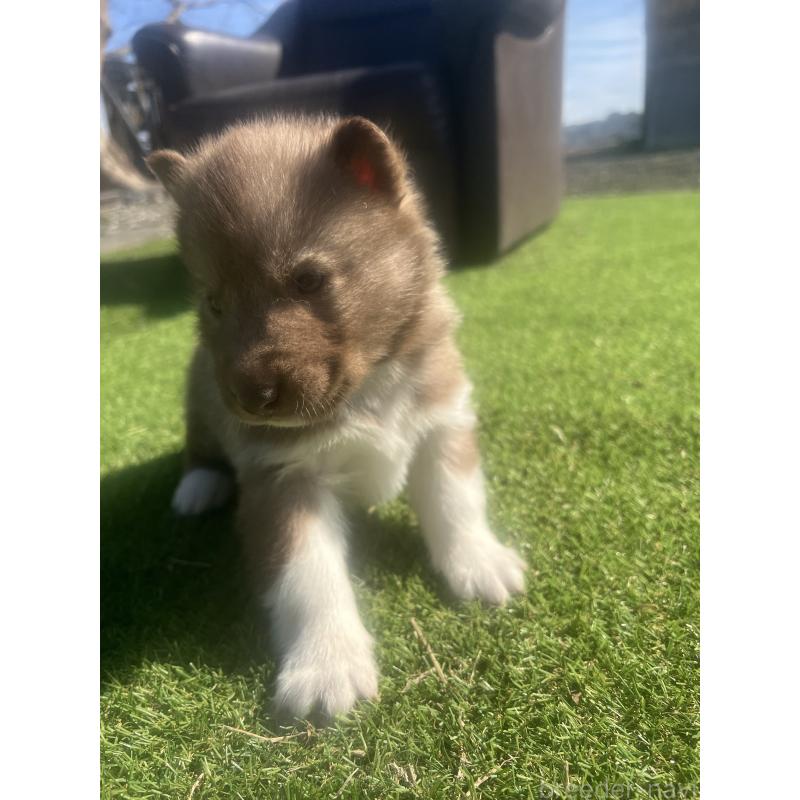 販売中の静岡県のシベリアンハスキー-446012の9枚目