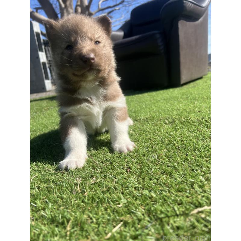 販売中の静岡県のシベリアンハスキー-446012の8枚目