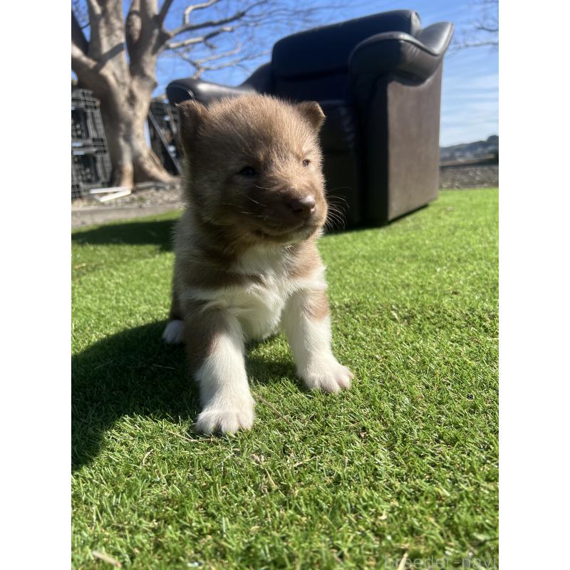 販売中の静岡県のシベリアンハスキー-446012の7枚目