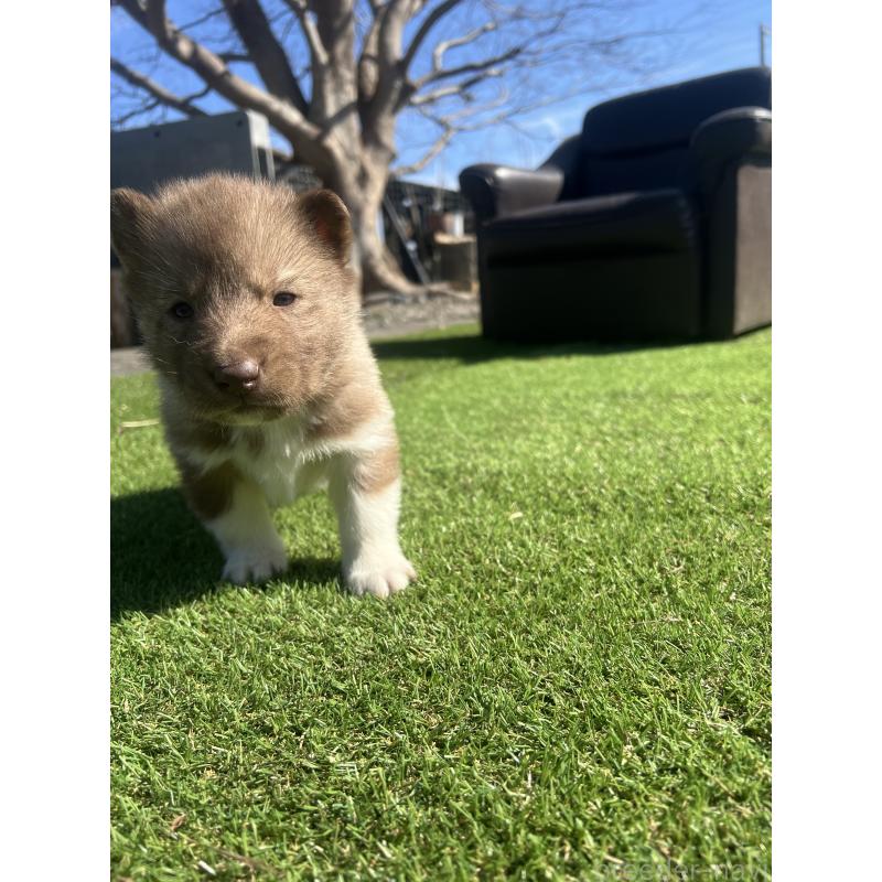 販売中の静岡県のシベリアンハスキー-446012の6枚目