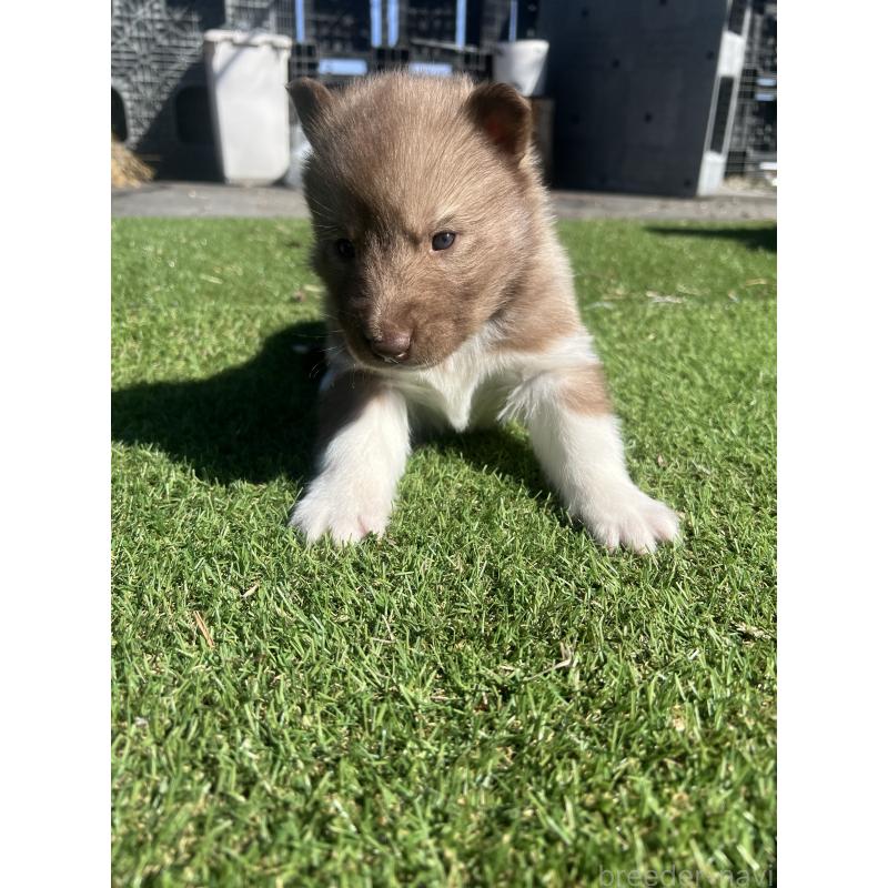 販売中の静岡県のシベリアンハスキー-446012の5枚目