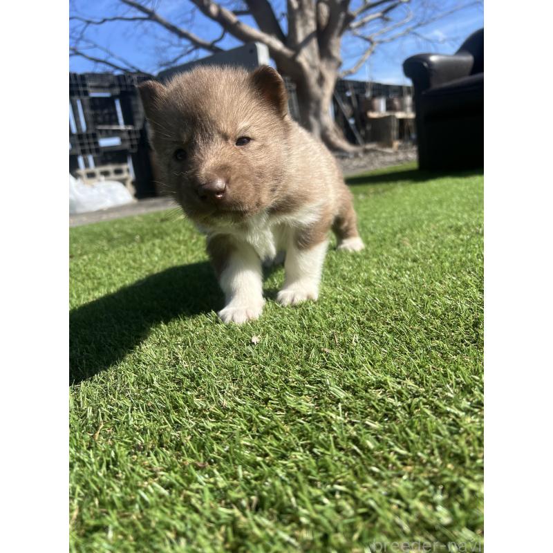 販売中の静岡県のシベリアンハスキー-446012の4枚目