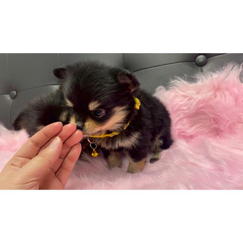 販売中の兵庫県のポメチワ:ポメラニアン×チワワ-446014の8枚目