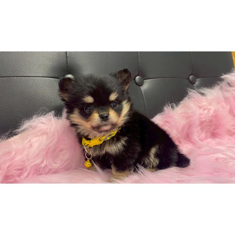 販売中の兵庫県のポメチワ:ポメラニアン×チワワ-446014の7枚目