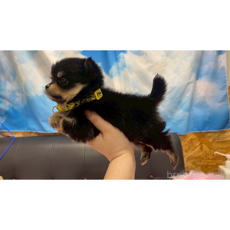 販売中の兵庫県のポメチワ:ポメラニアン×チワワ-446014の6枚目