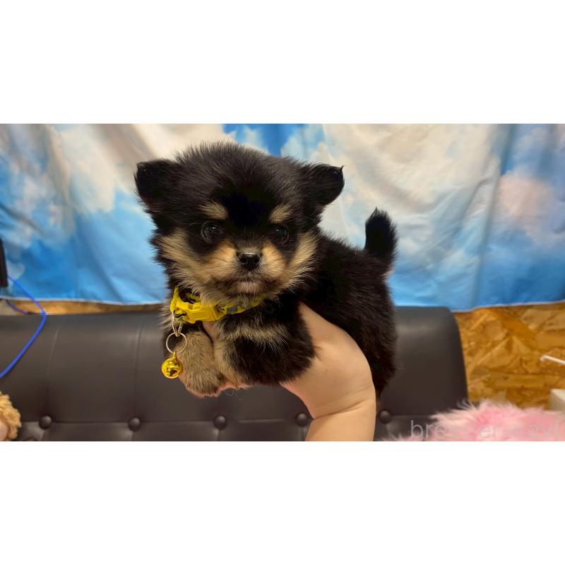 販売中の兵庫県のポメチワ:ポメラニアン×チワワ-446014の5枚目