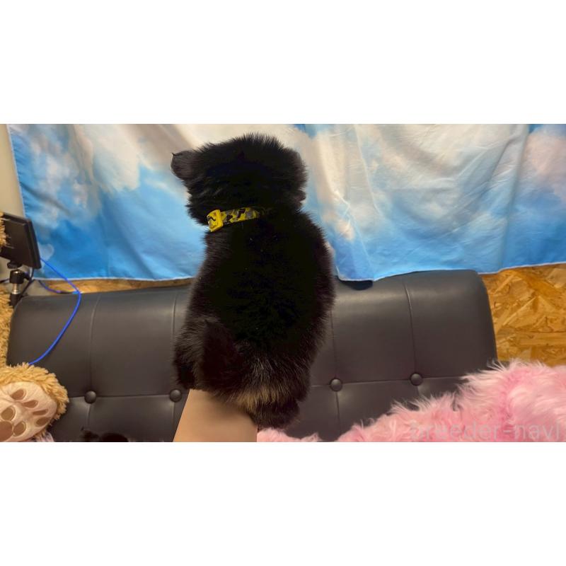 販売中の兵庫県のポメチワ:ポメラニアン×チワワ-446014の4枚目