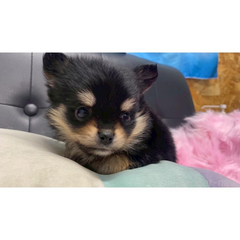 販売中の兵庫県のポメチワ:ポメラニアン×チワワ-446014の2枚目