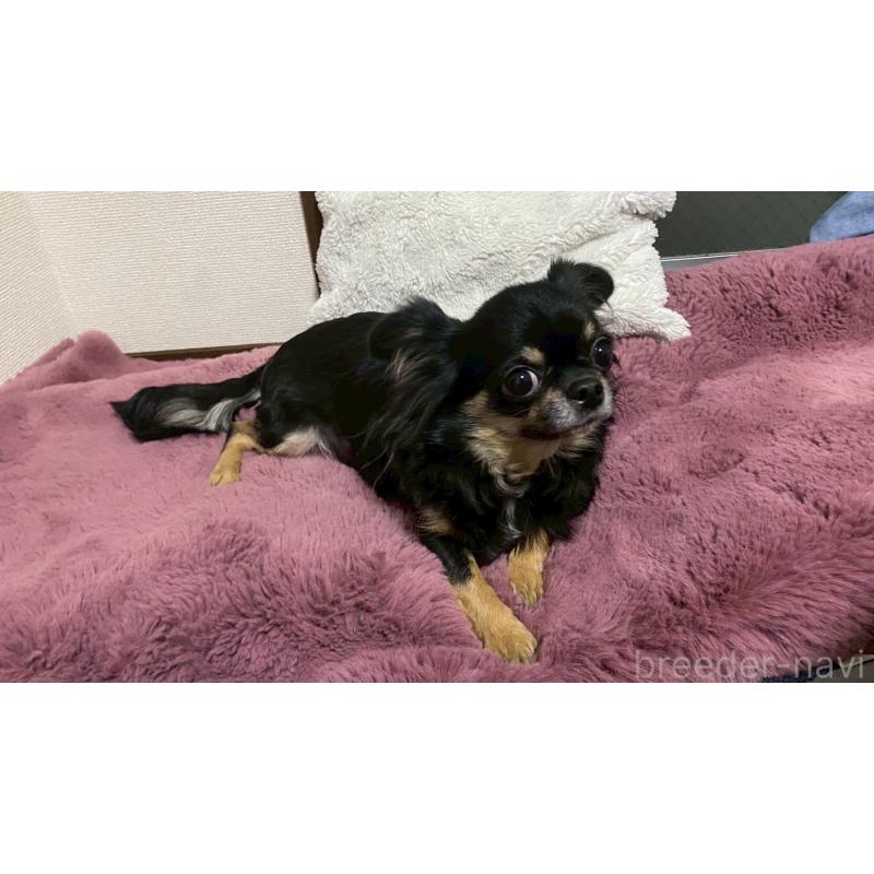 プタちゃん1枚目