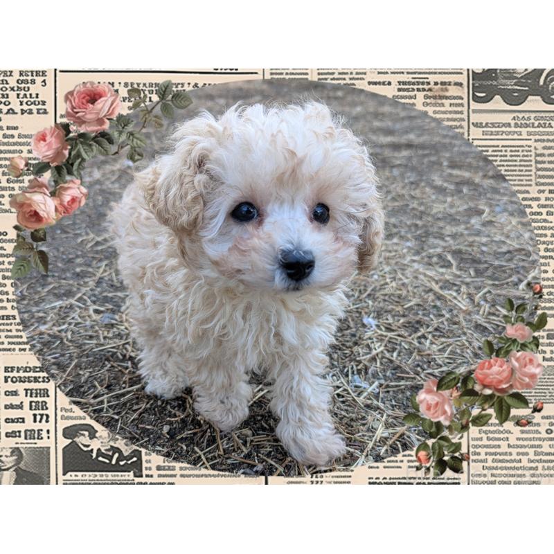 販売中の静岡県のタイニープードル-446016の1枚目