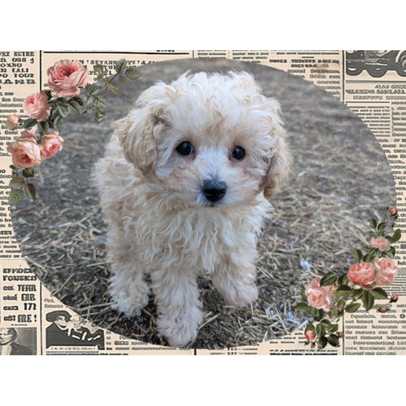 販売中の静岡県のタイニープードル-446016の3枚目