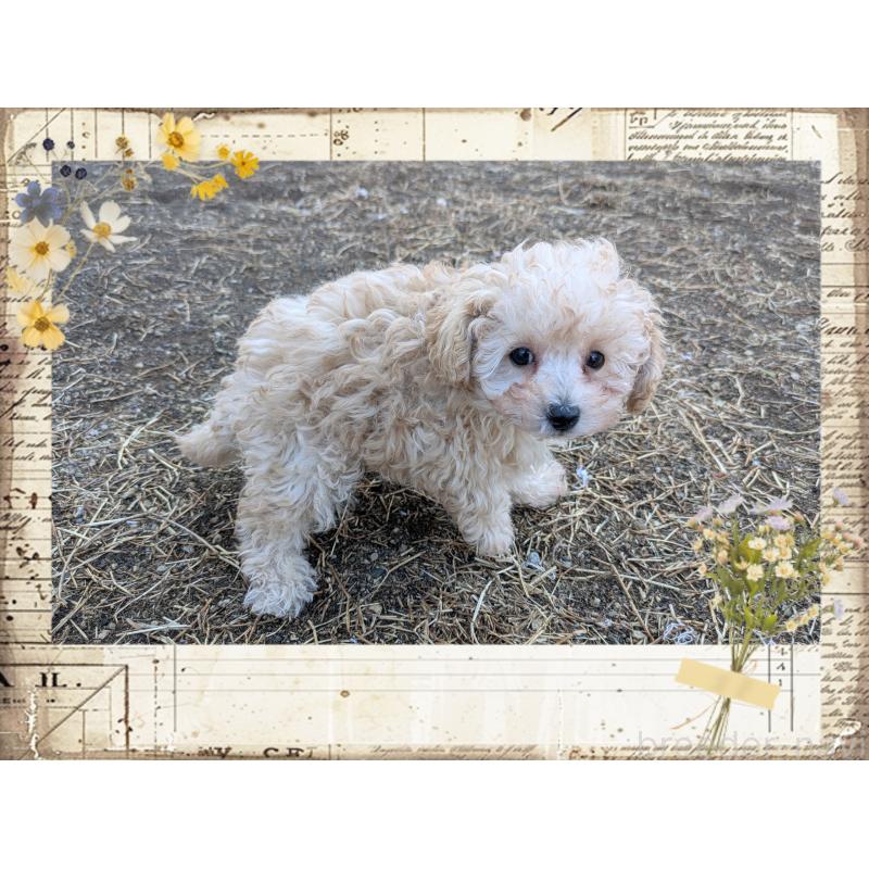 販売中の静岡県のタイニープードル-446016の2枚目