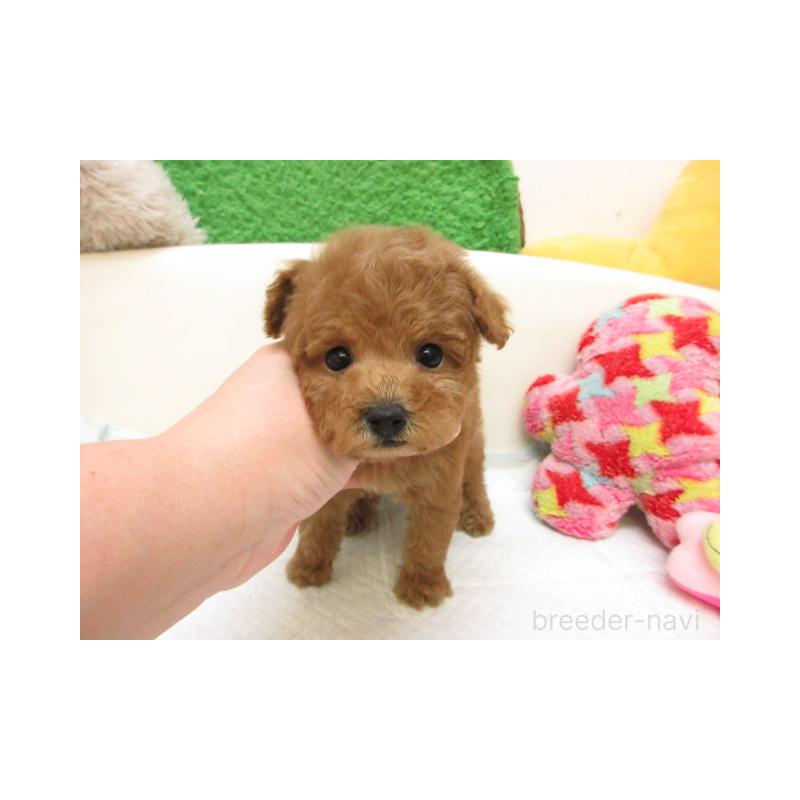 販売中の大阪府のトイプードル-446015の2枚目